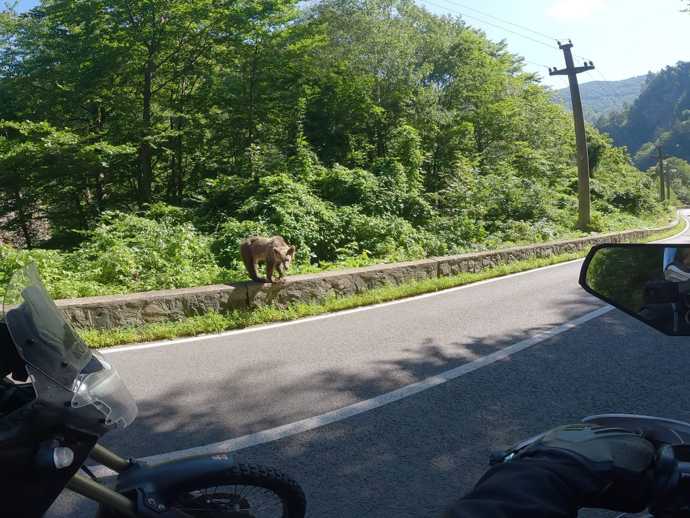 A brown bear at the roadside on the Transfăgărășan, seen over motorcycle handlebars