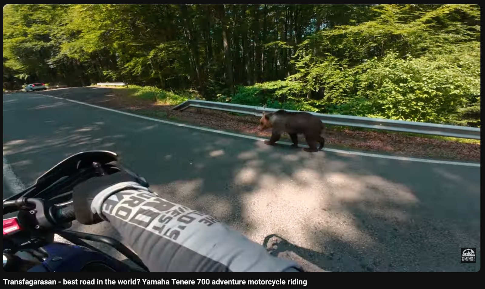 A bear crossing the Transfăgărășan
