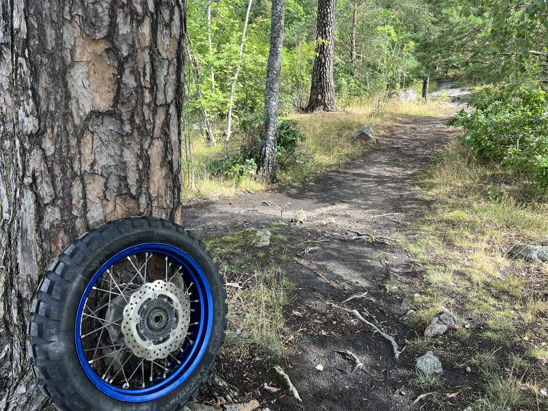 A motorcycle rear wheel leaning against a pine tree on a forest trail